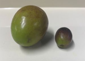 tipologie differenti di olive