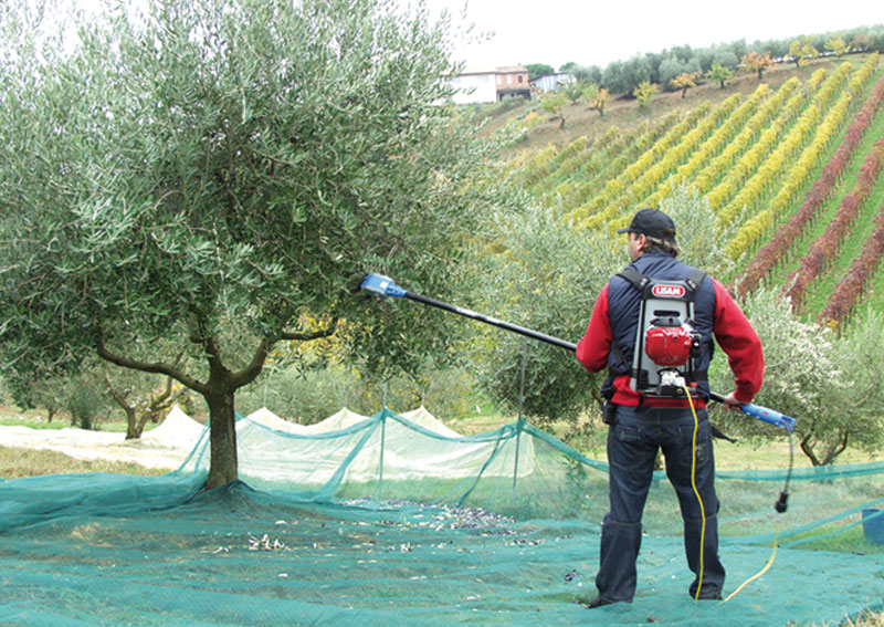Raccolta a mano delle olive con abbacchiatore