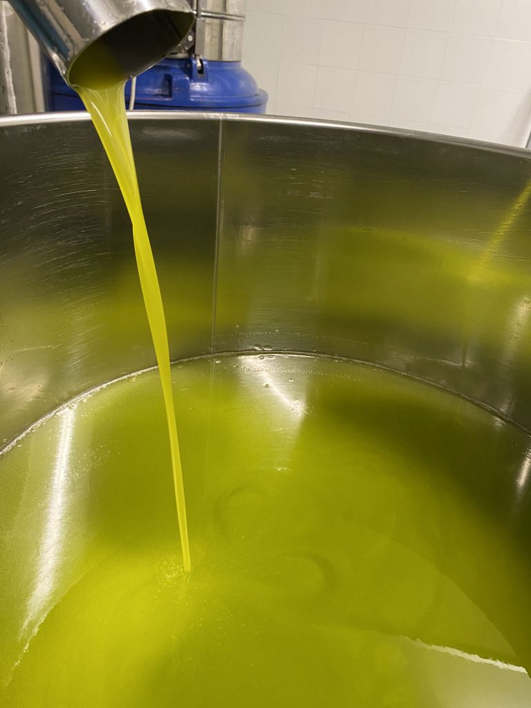 La fuoriuscita dell'olio di oliva appena prodotto