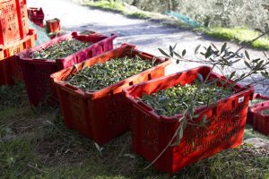 Trasporto delle olive dalla raccolta al frantoio